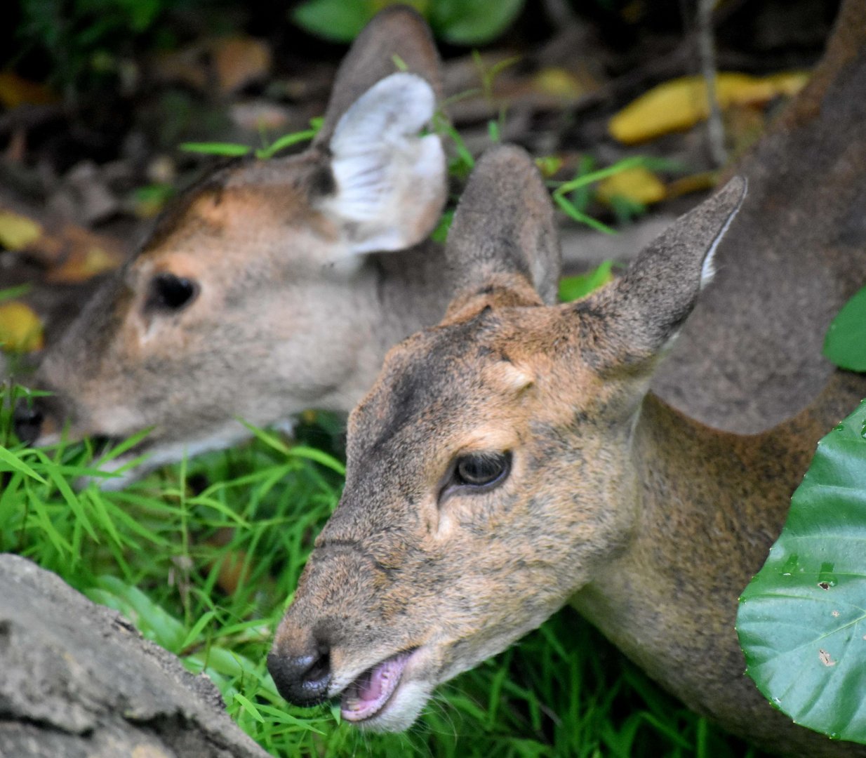 RFW Asia - Indian Hog Deer (Axis porcinus)