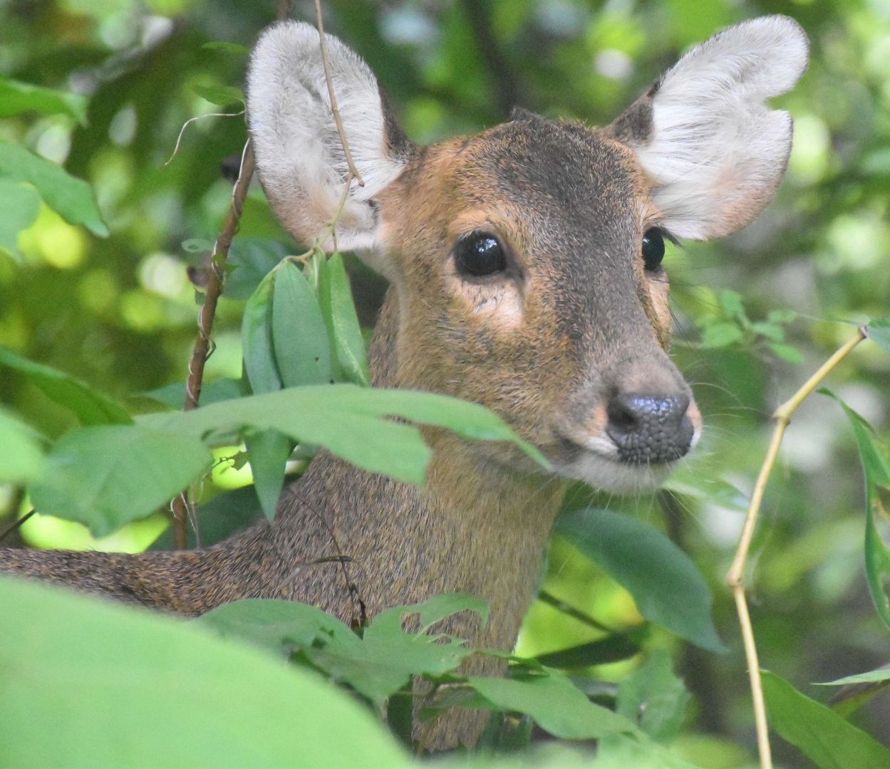 RFW Asia - Indian Hog Deer (Axis porcinus)