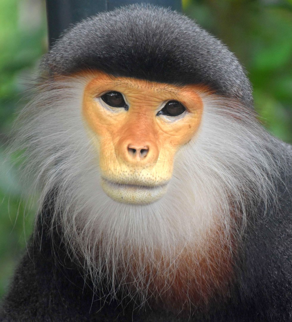 RFW Asia - Red-shanked Douc (Pygathrix nemaeus)