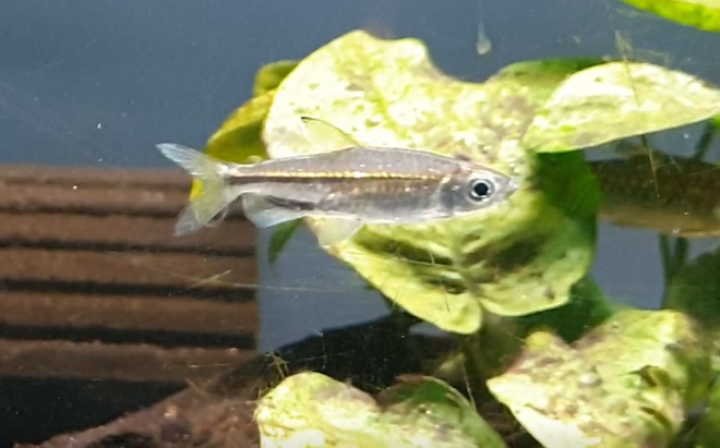 Rhabdaestes septentrionalis