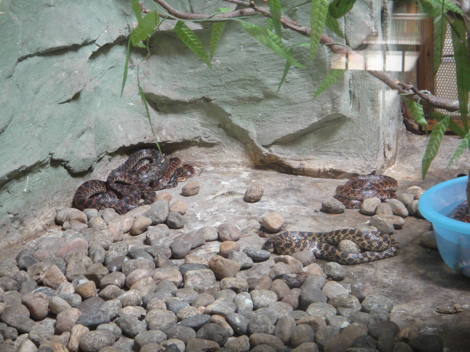 Rhabdophis tigrinus (tiger keelback)