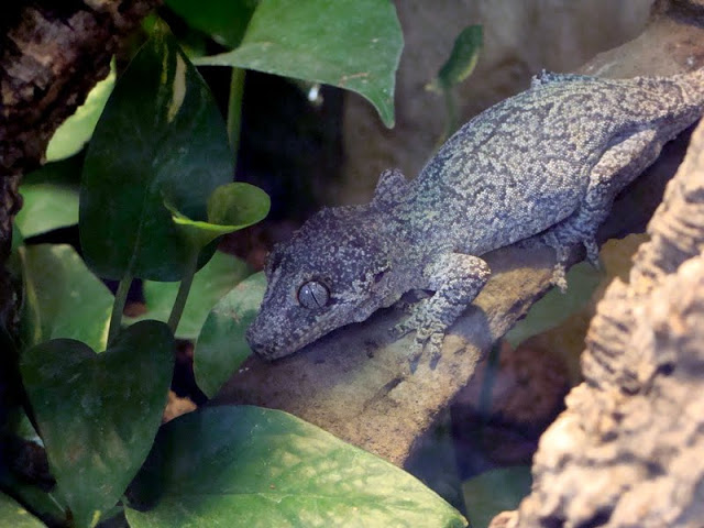 Rhacodactylus auriculatus