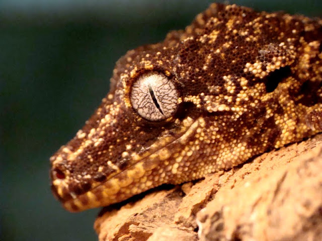 Rhacodactylus auriculatus