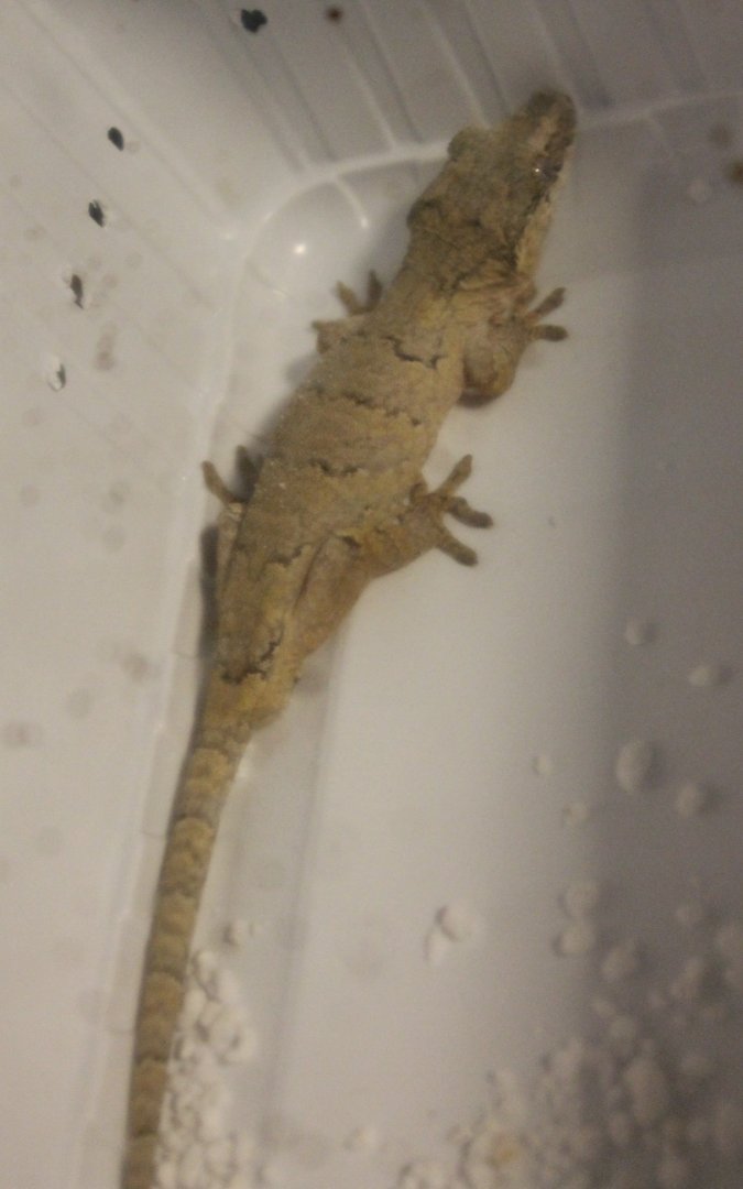 Rhacodactylus auriculatus