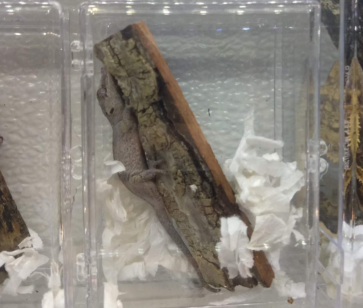 Rhacodactylus auriculatus??