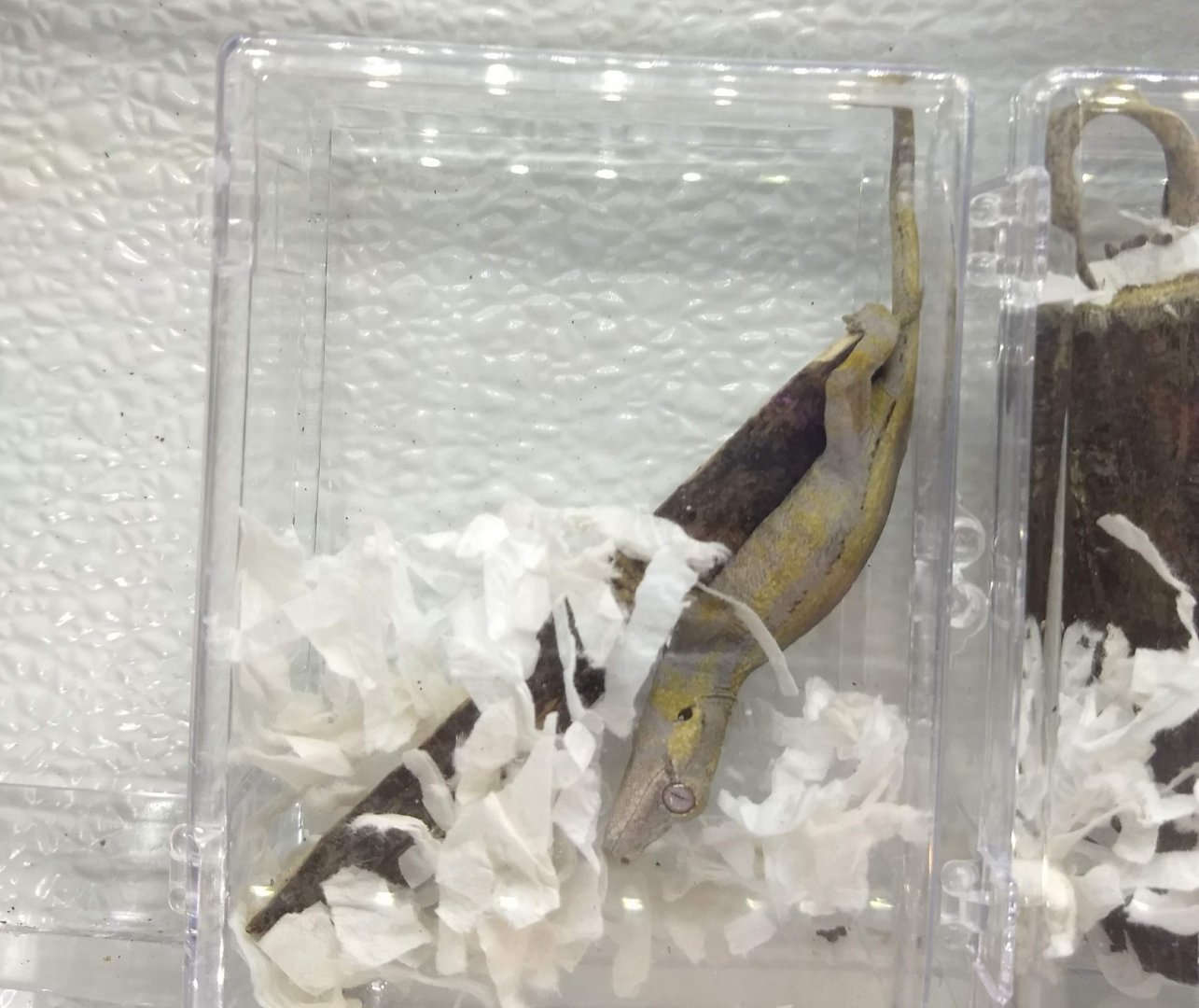 Rhacodactylus auriculatus??