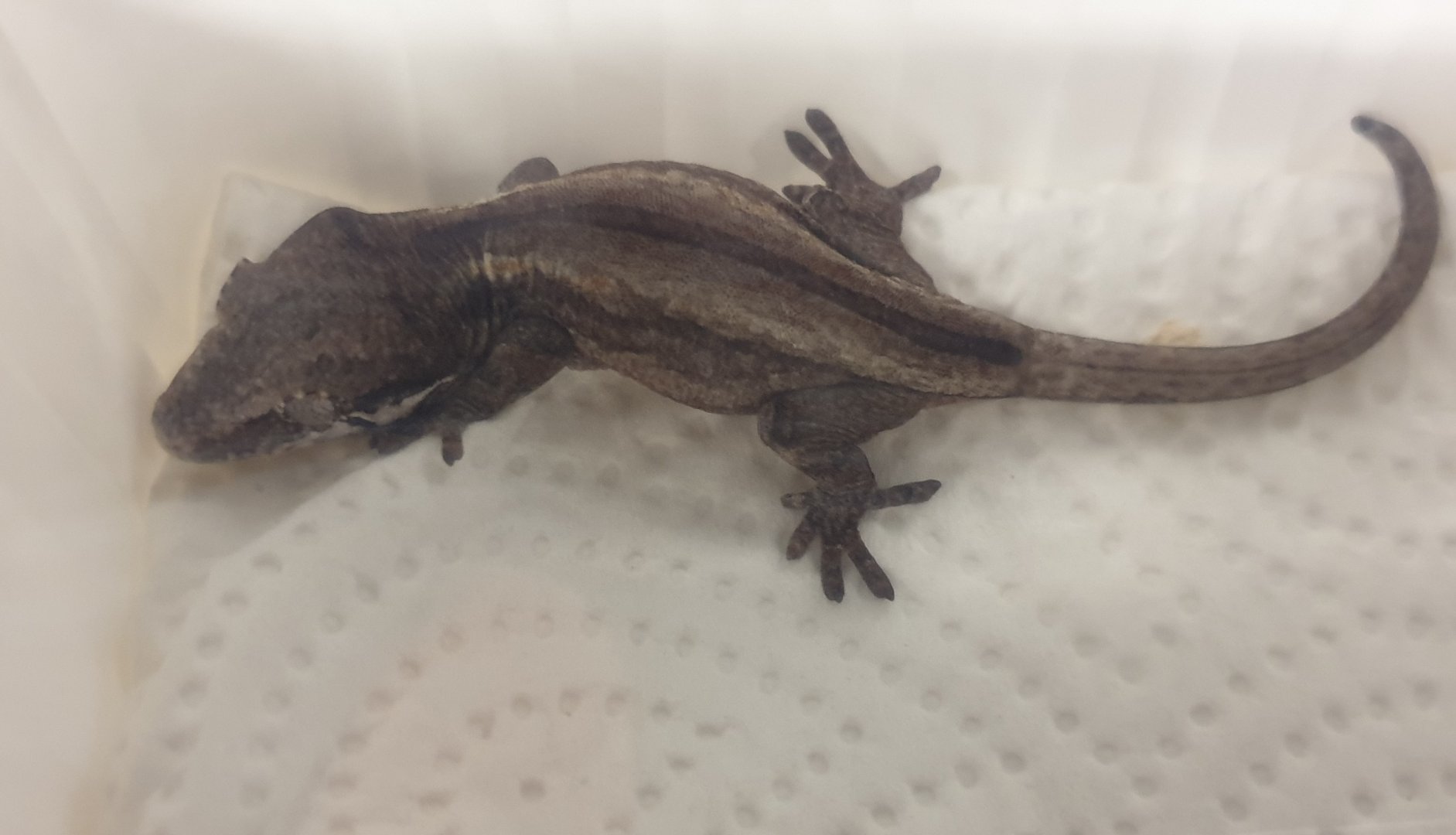 Rhacodactylus auriculatus