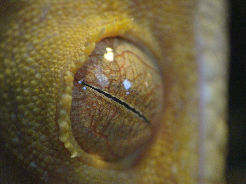 Rhacodactylus ciliatus -eye