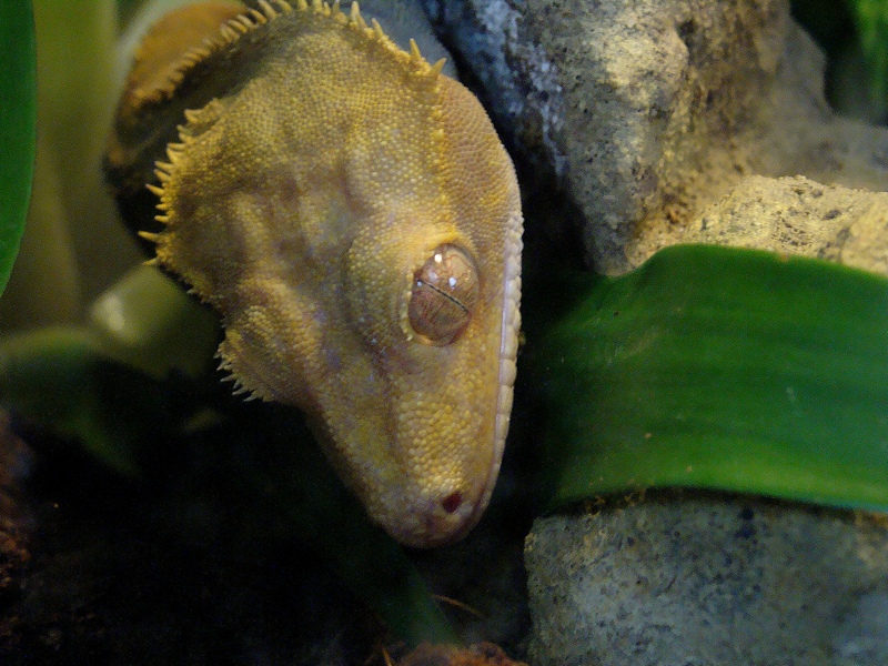 Rhacodactylus ciliatus