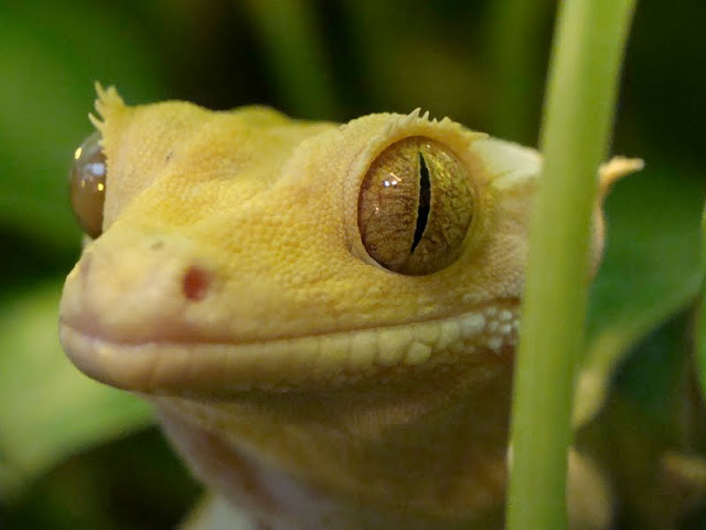 Rhacodactylus ciliatus