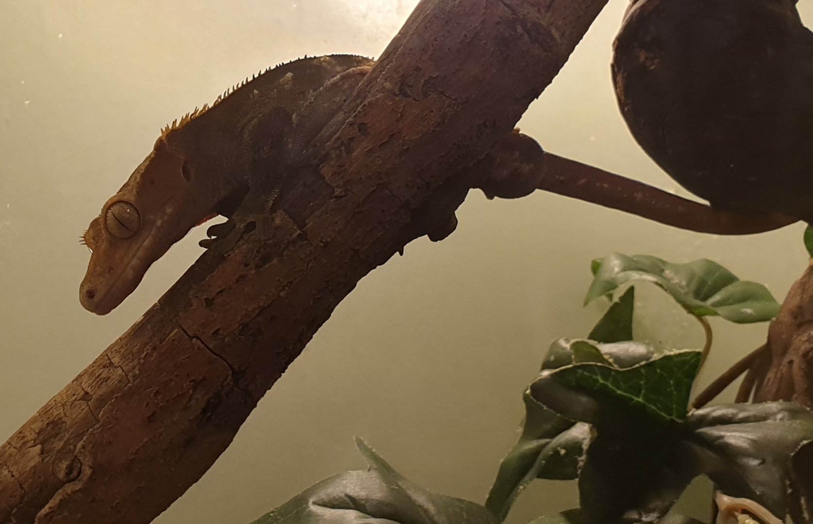 Rhacodactylus ciliatus