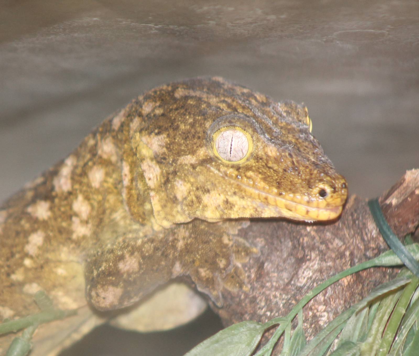 Rhacodactylus - gecko