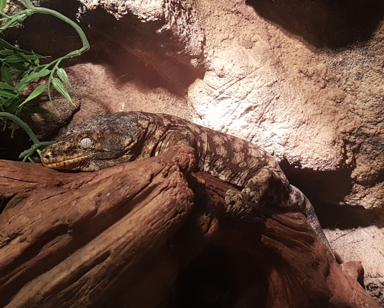 Rhacodactylus leachianus