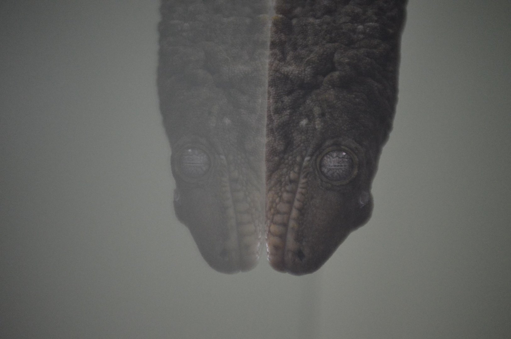 Rhacodactylus leachianus