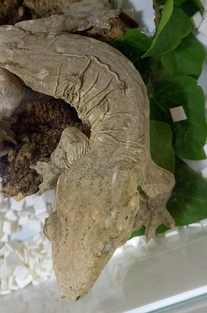 Rhacodactylus leachianus