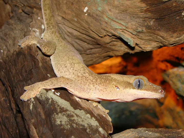 Rhacodactylus sarasinorum