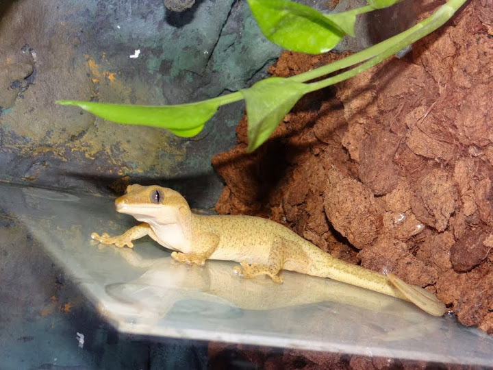 Rhacodactylus sarasinorum