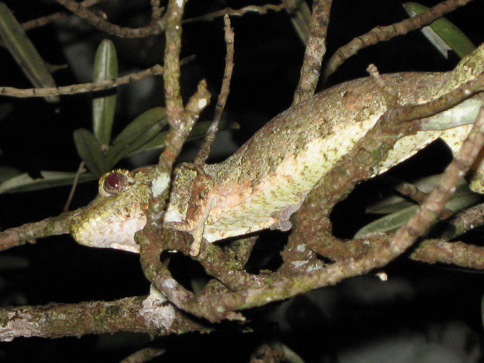 Rhacophorus auriculatus