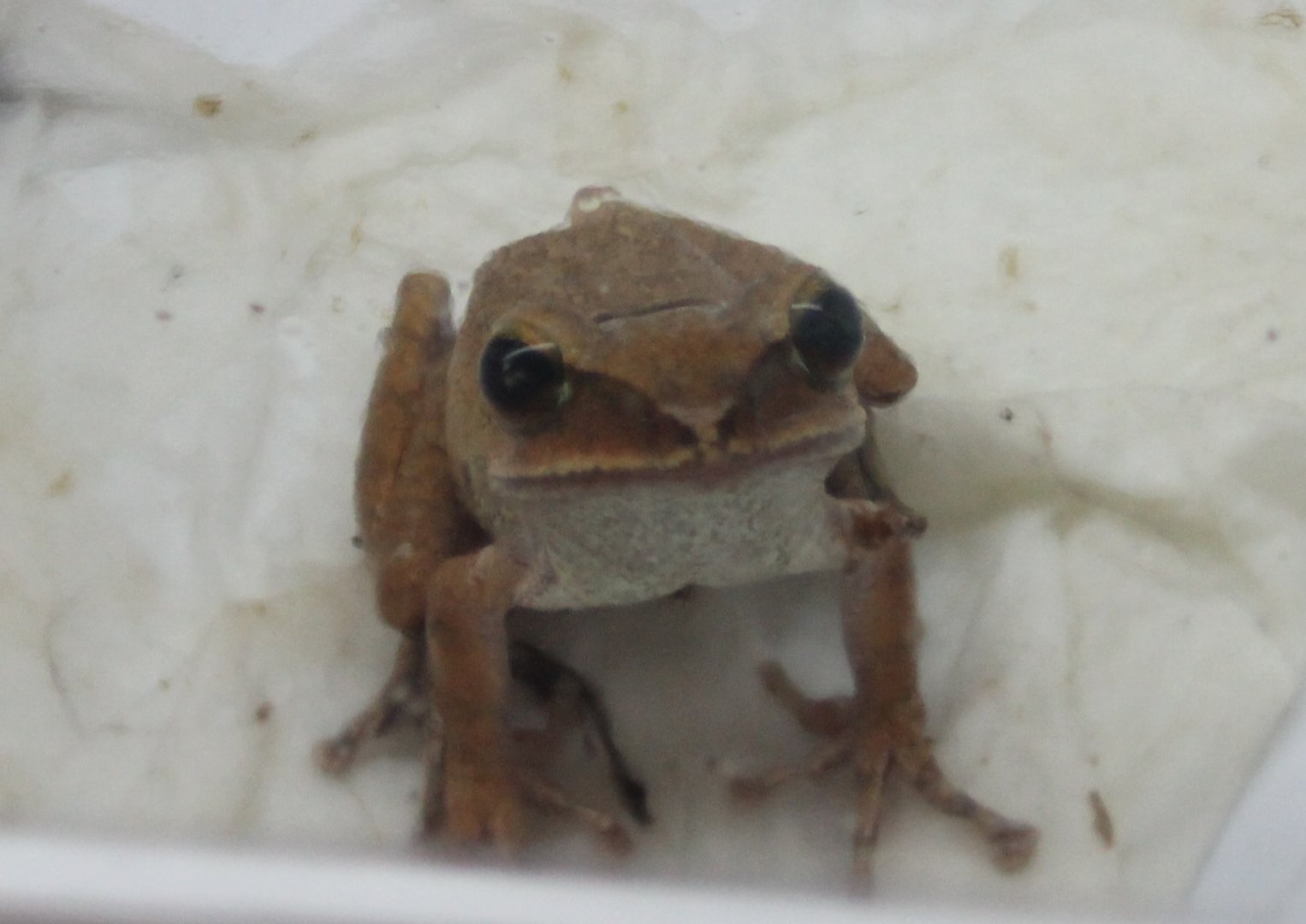 Rhacophorus leucomystax