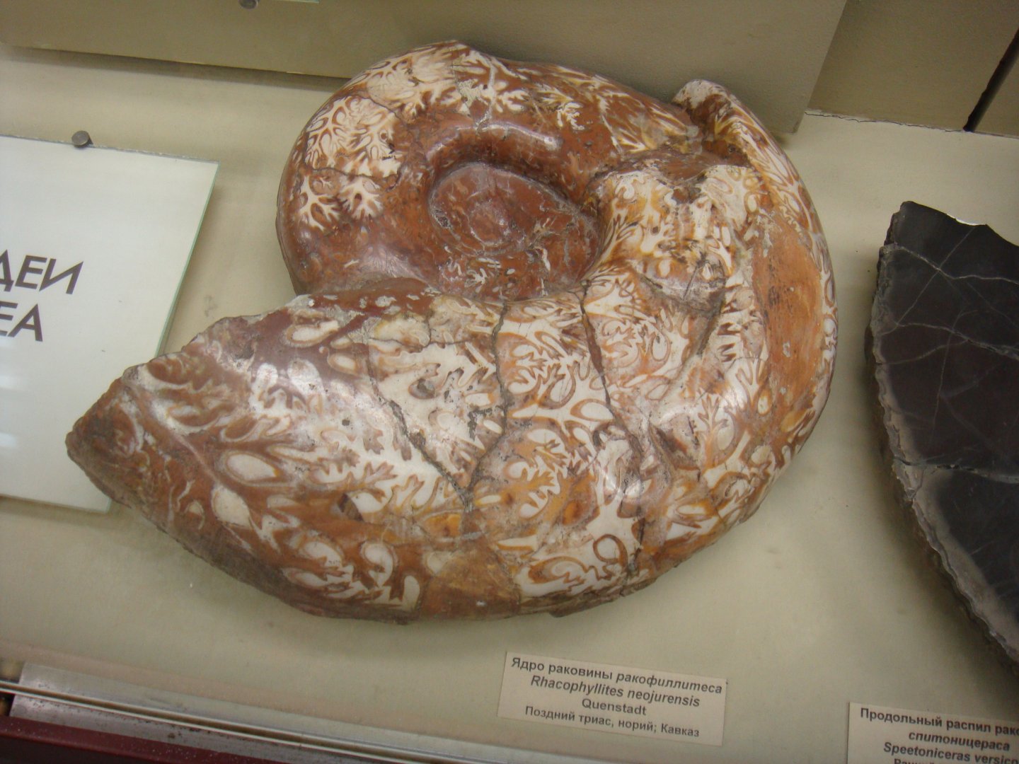 Rhacophyllites neojurensis