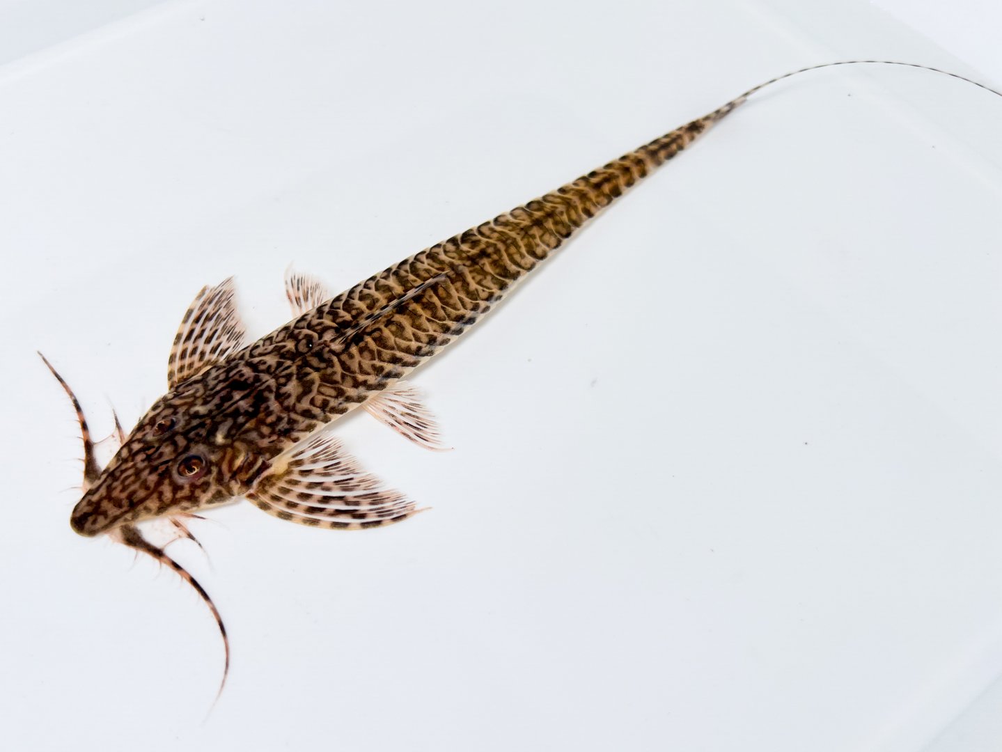 Rhadinoloricaria cf. andaki