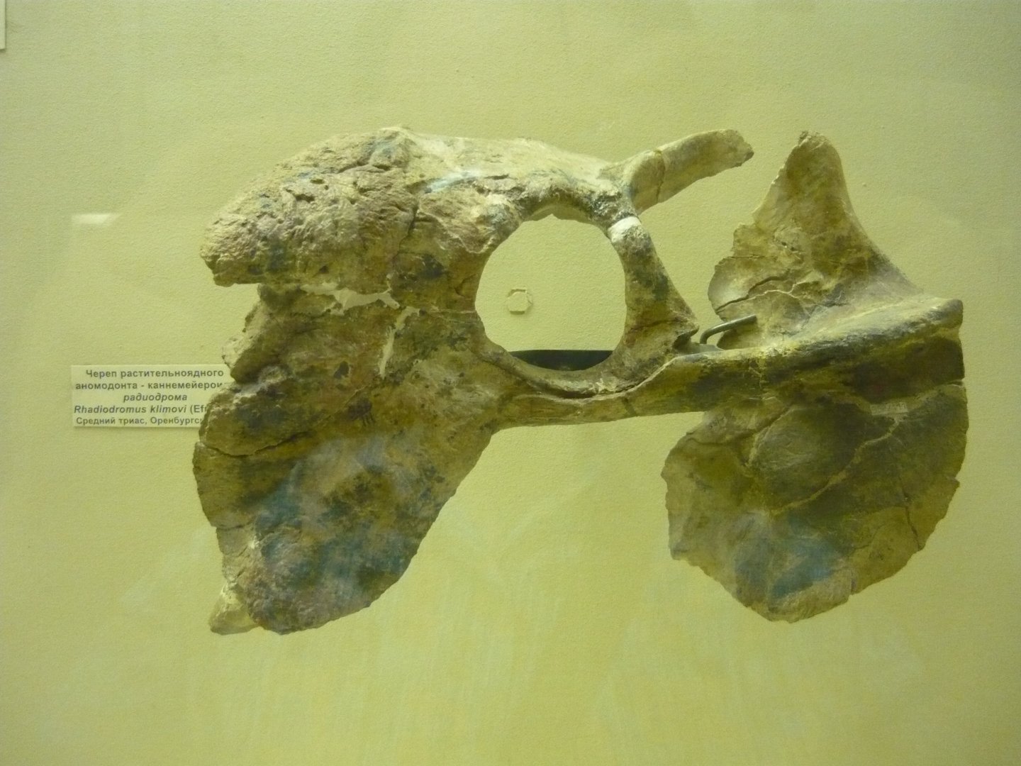 Rhadiodromus klimovi skull