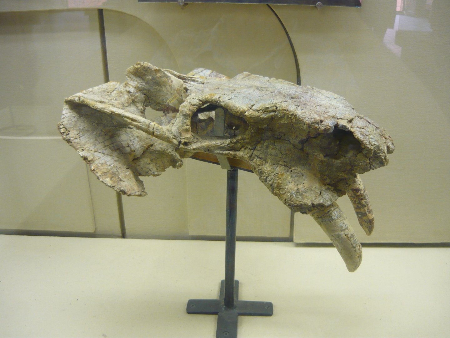 Rhadiodromus mariae skull