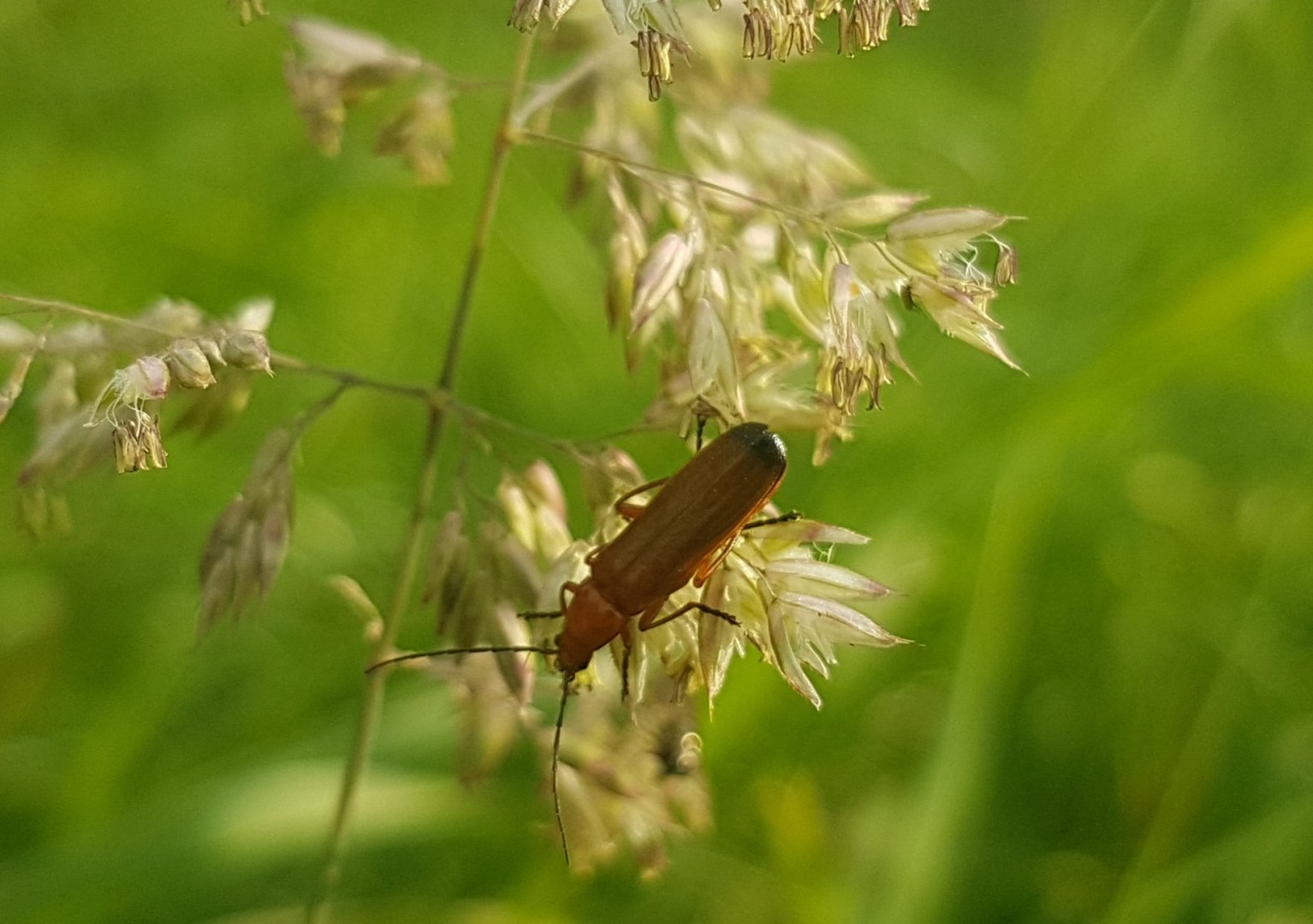 Rhagonycha fulva