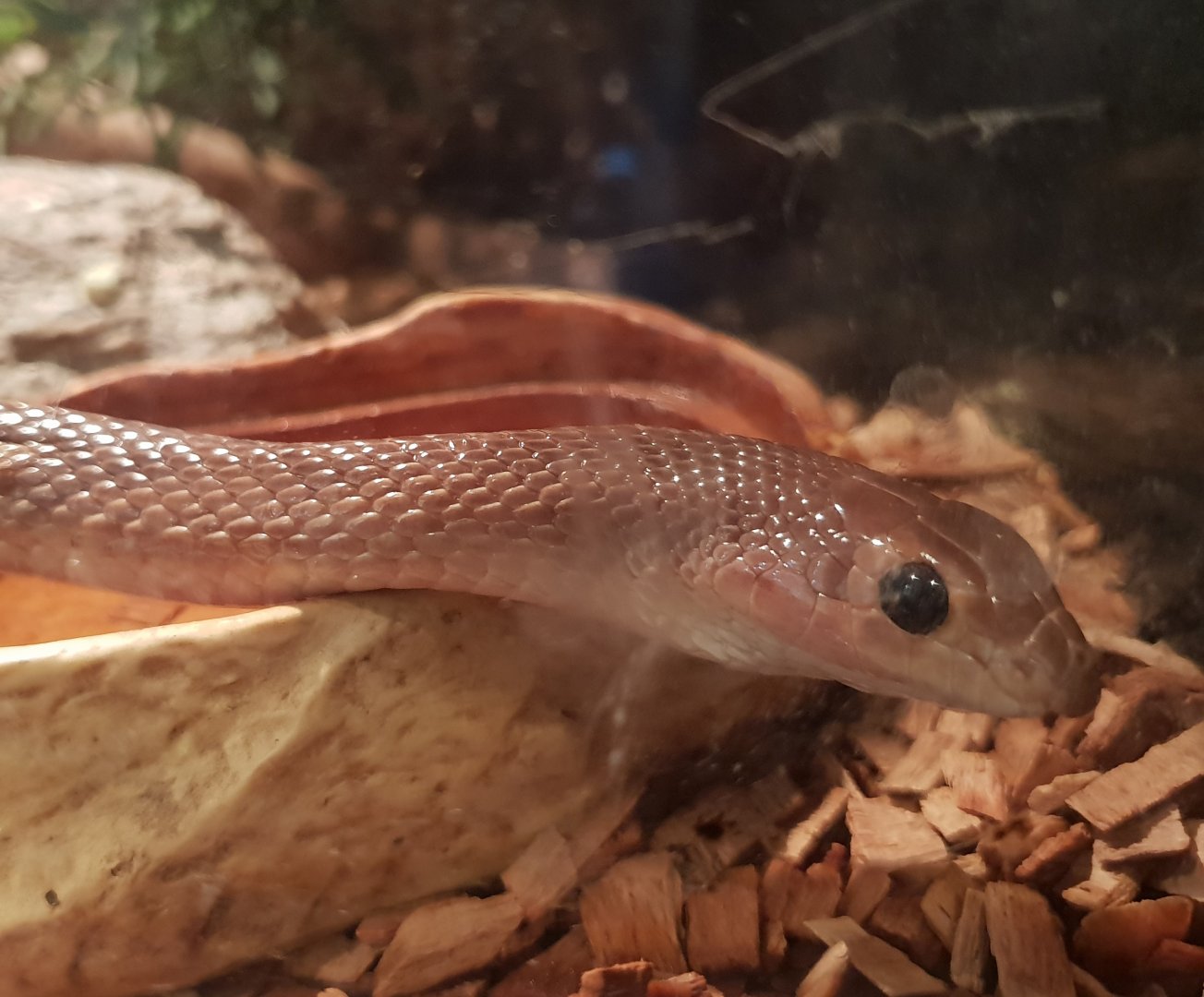 Rhamphiophis oxyrhynchus