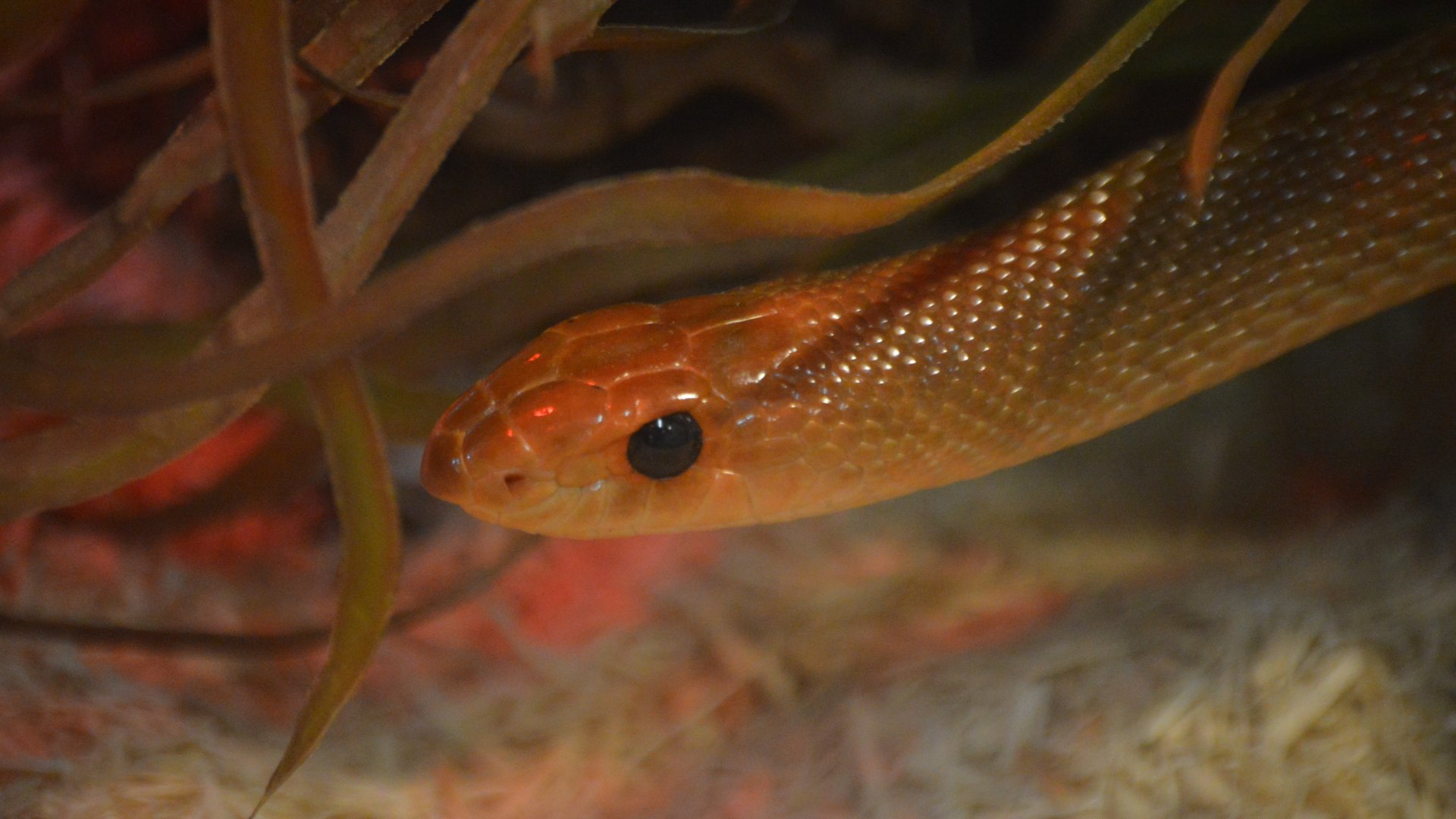 Rhamphiophis oxyrhynchus