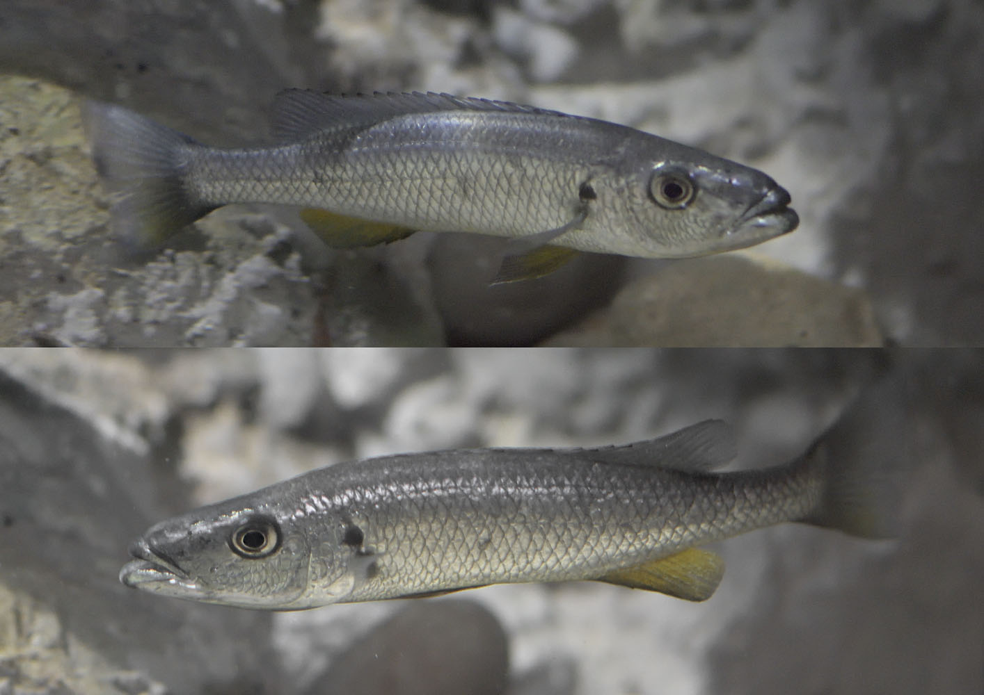Rhamphochromis sp. 'Chilingali', dominant male.