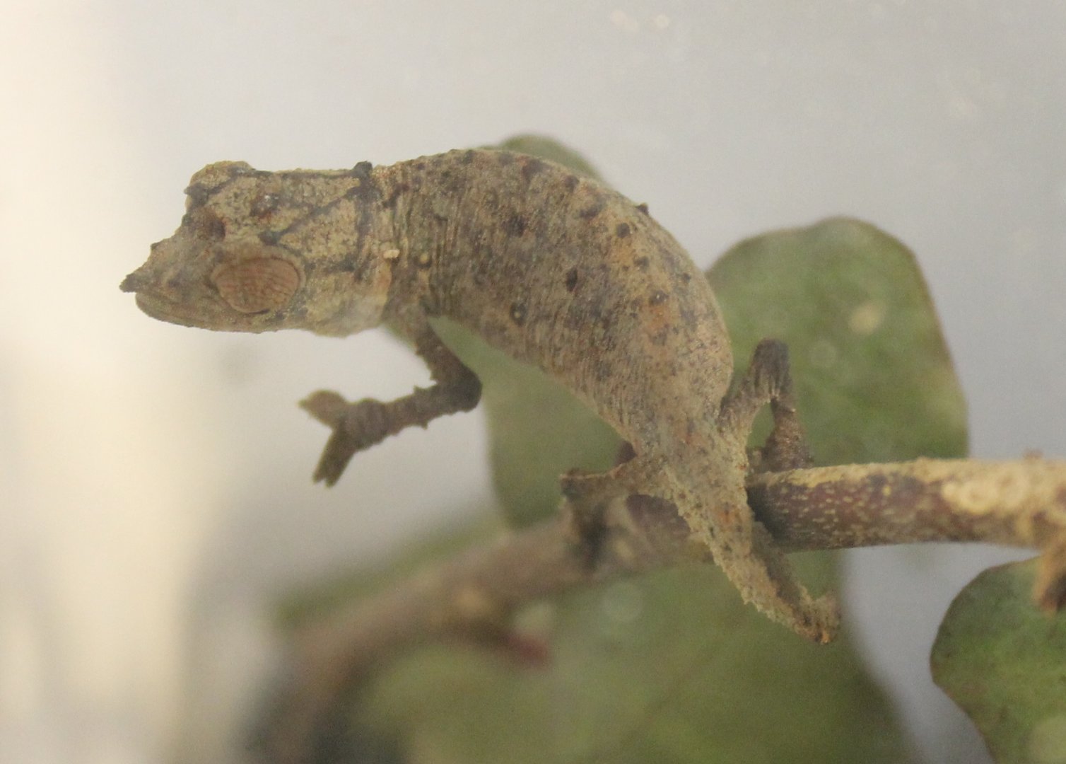 Rhampholeon spectrum