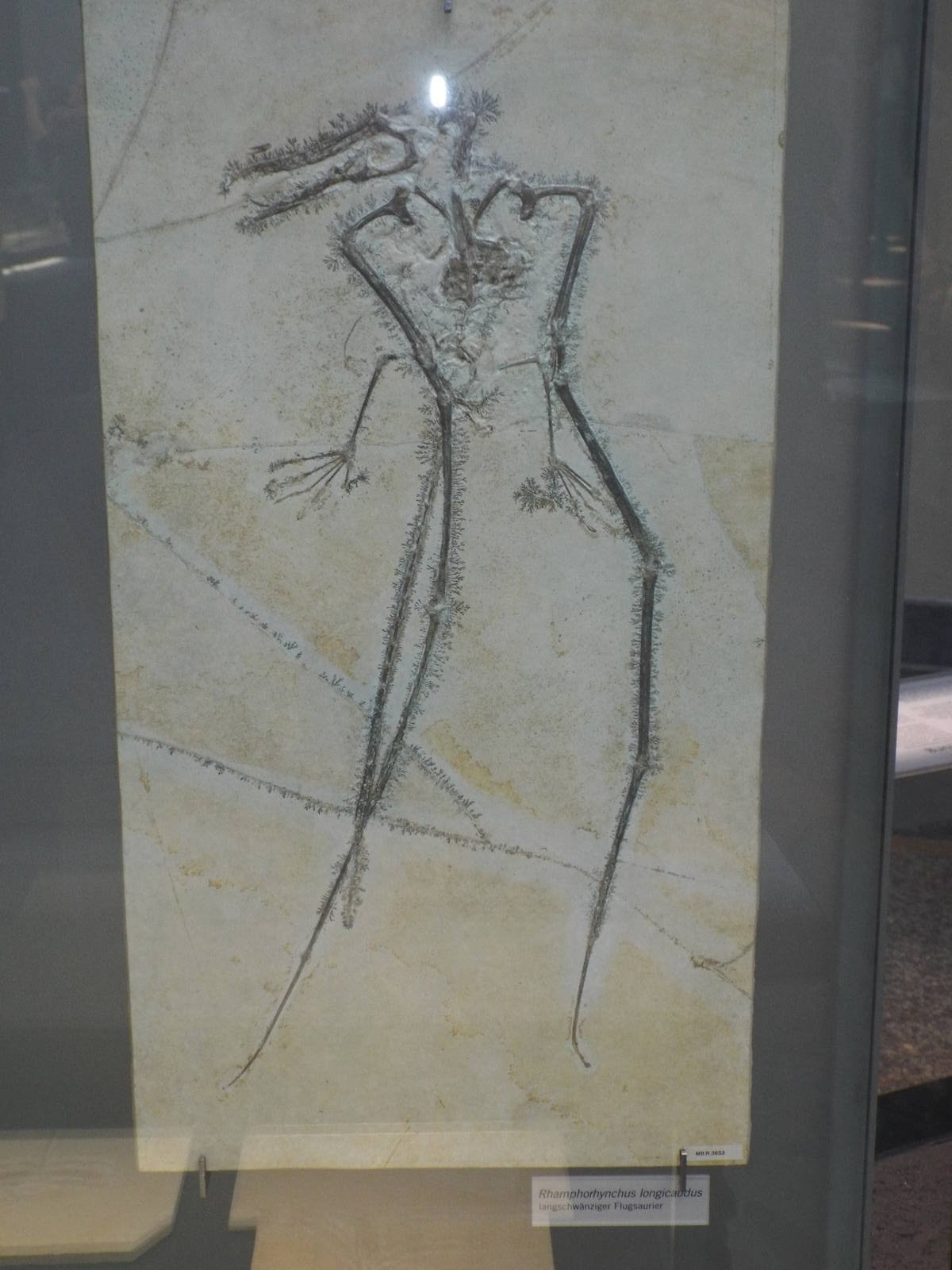 Rhamphorhynchus longicaudus at Museum f?r Naturkunde, Berlin - April 9th 20