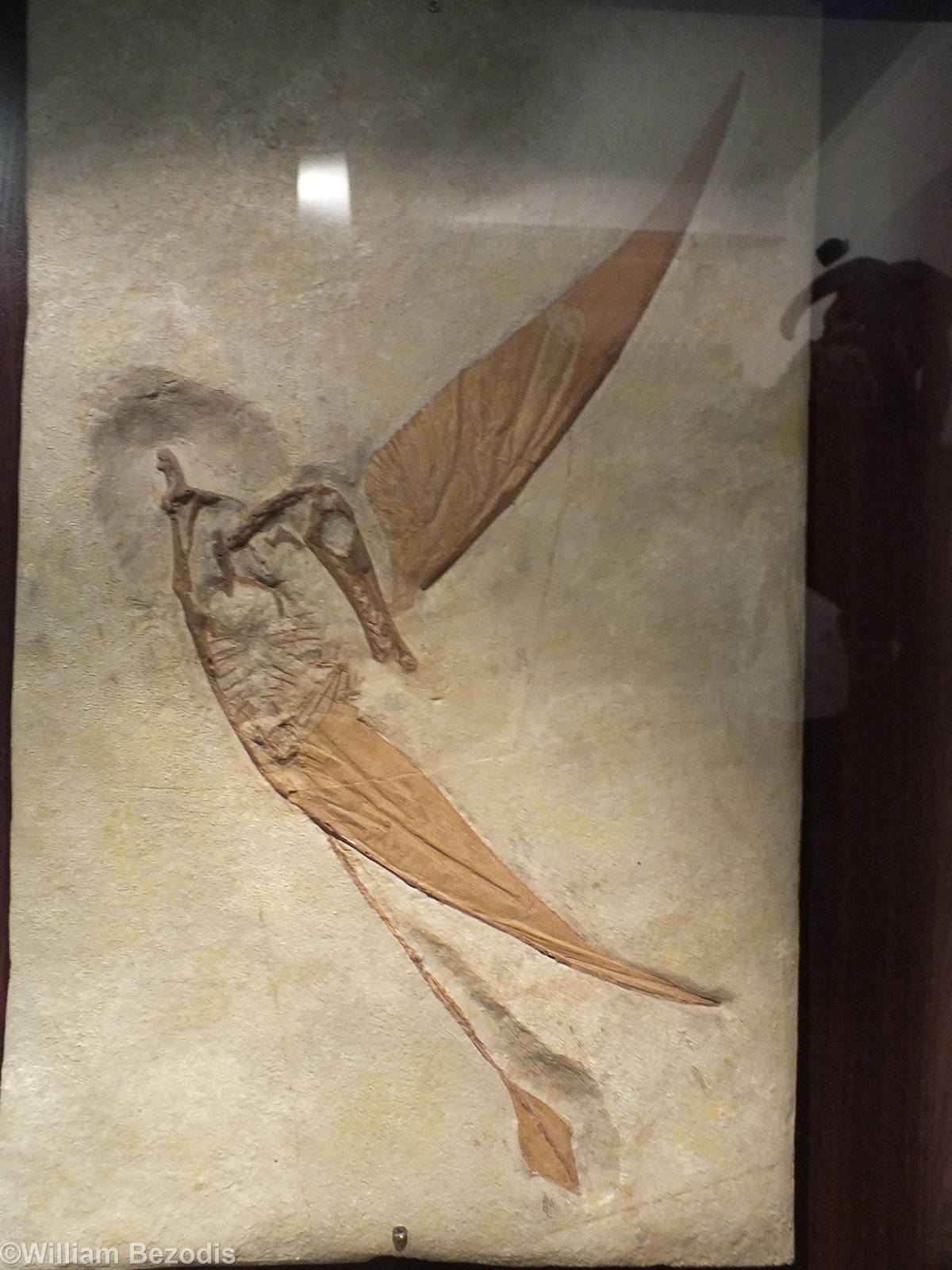 Rhamphorhynchus muensteri - Warsaw Museum of Evolution