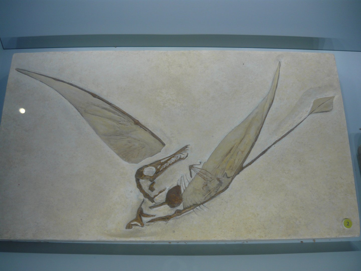 Rhamphorhynchus muensteri