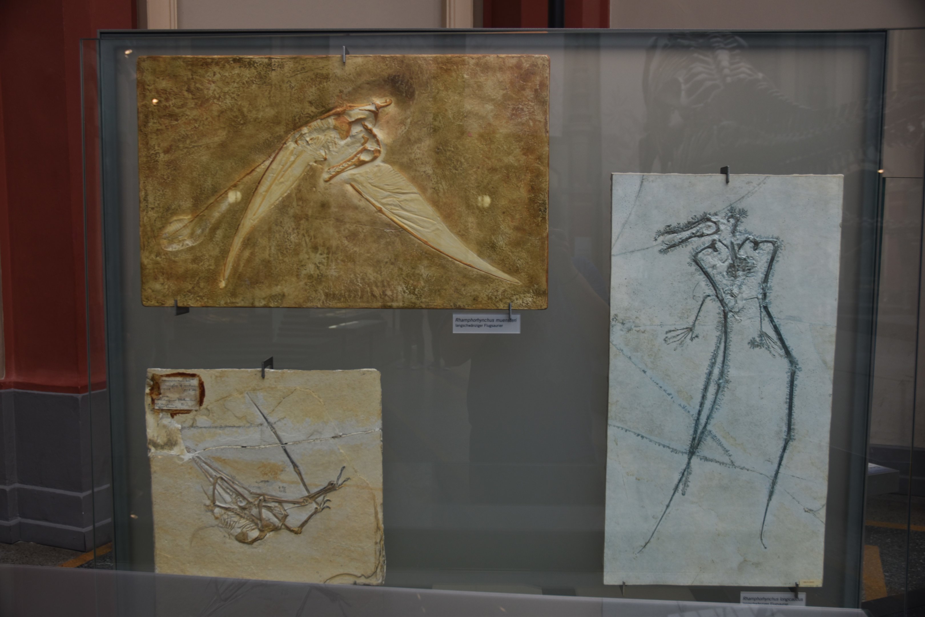 Rhamphorhynchus Specimens, Museum für Naturkunde, Berlin, 7th June 2023