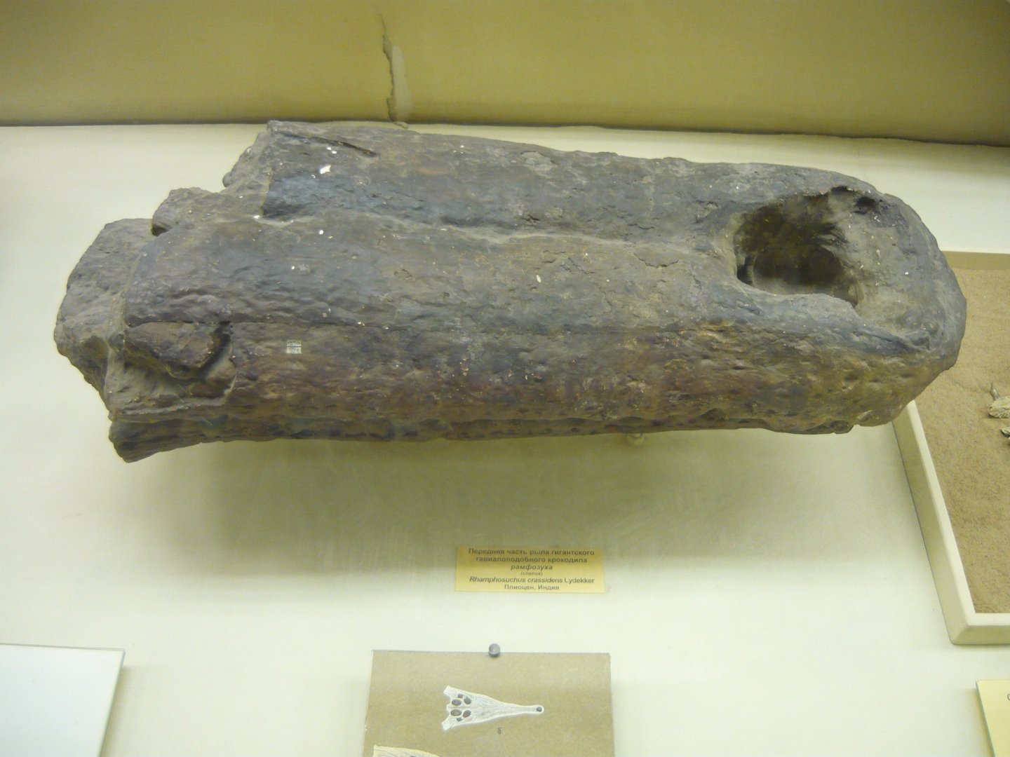 Rhamphosuchus crassidens partial snout (cast)