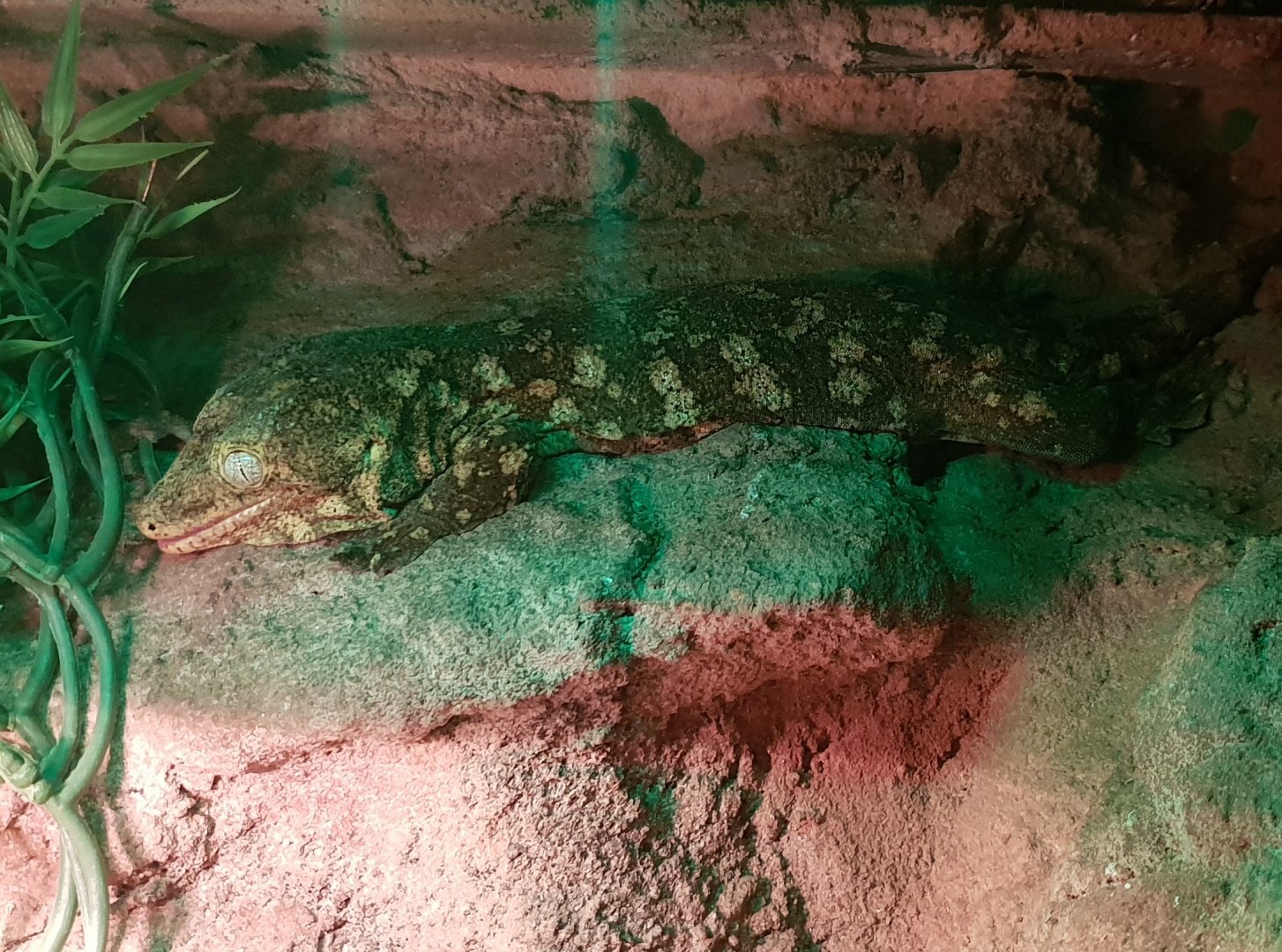 Rhaodactylus leachianus