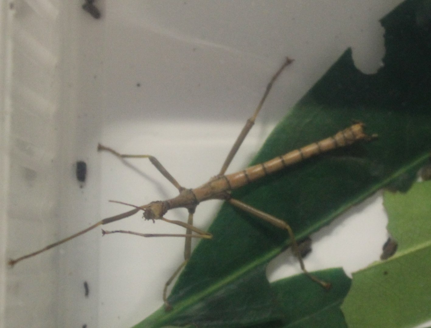 Rhapiderus spinigerus