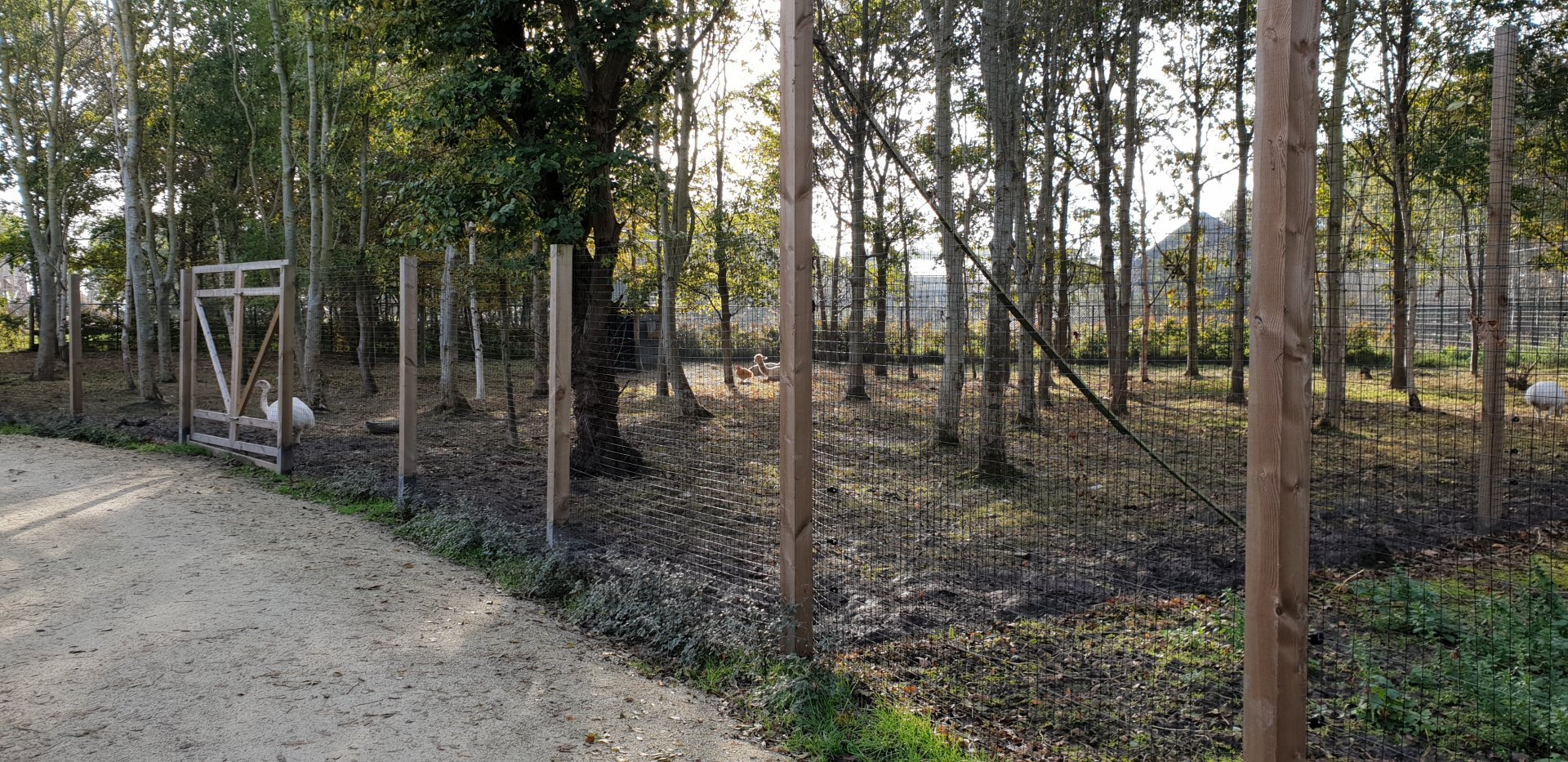 Rhea - Alpaca enclosure