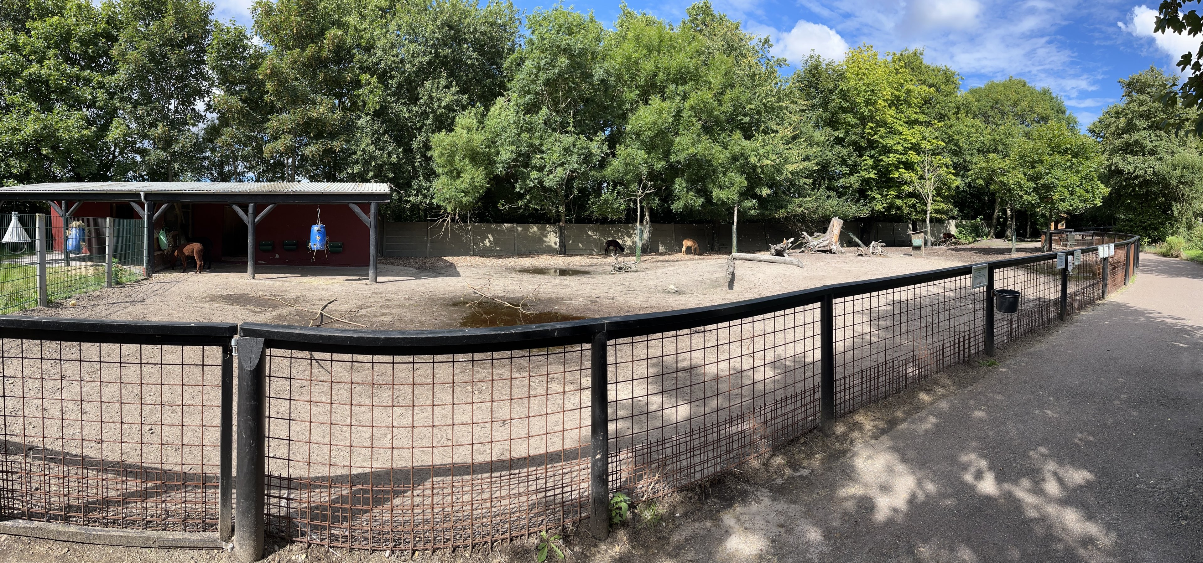 Rhea/Alpaca Exhibit