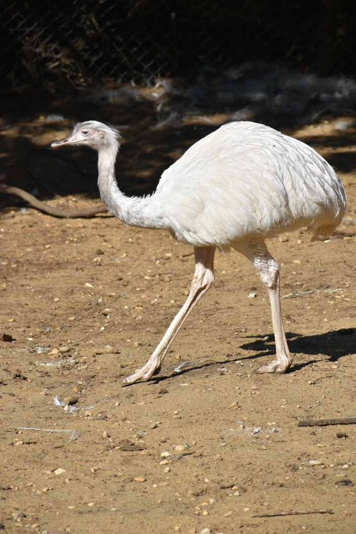 Rhea americana - Greater Rhea / Zoo d'Upie 2024