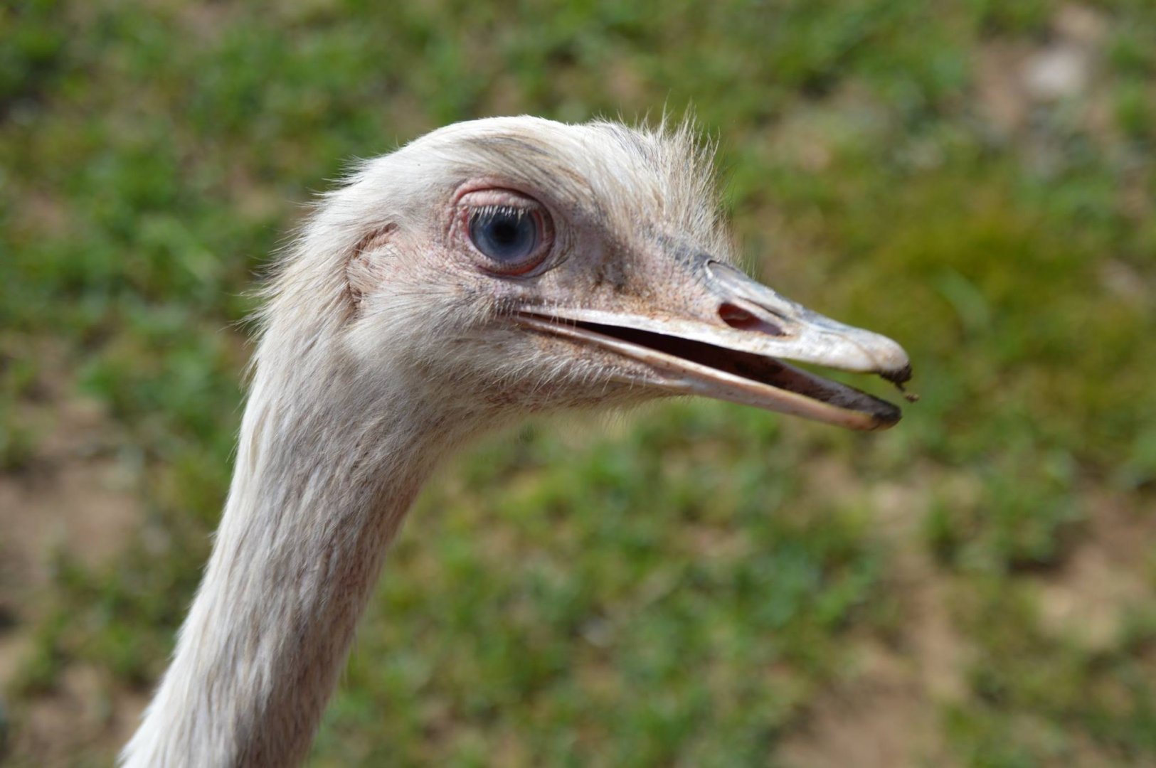 Rhea americana - Safari Lake Geneva