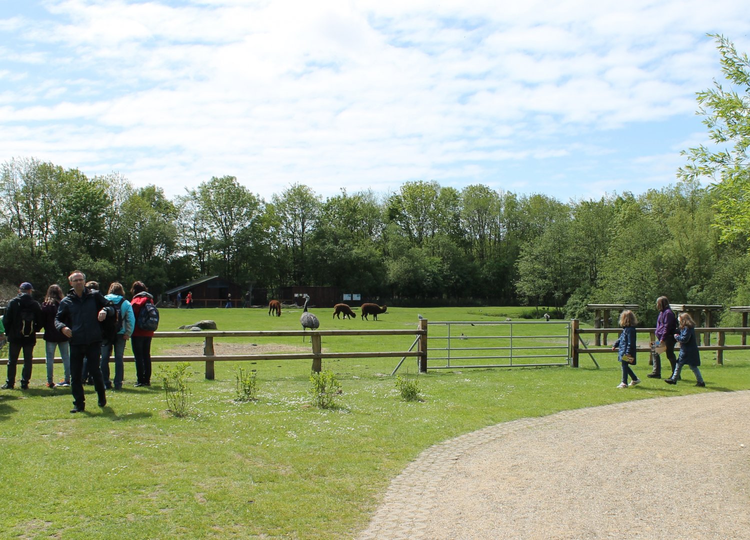 Rhea and Alpaca-enclosure