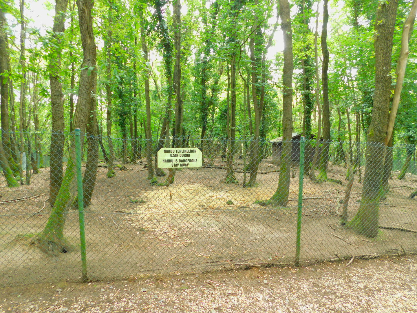 Rhea and Blackbuck Enclosure