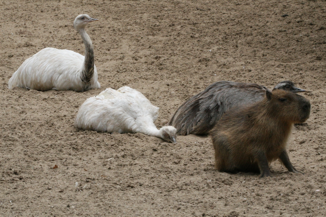 Rhea and Capybara