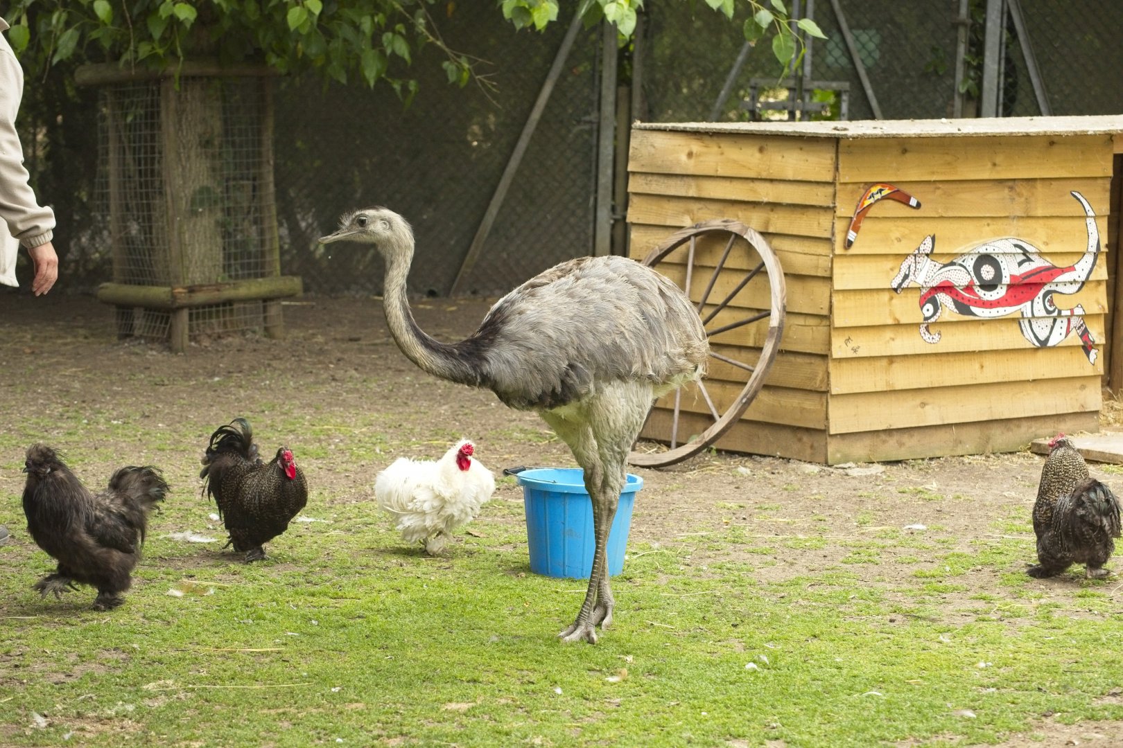 Rhea and chickens in Wallaby walkthrough.