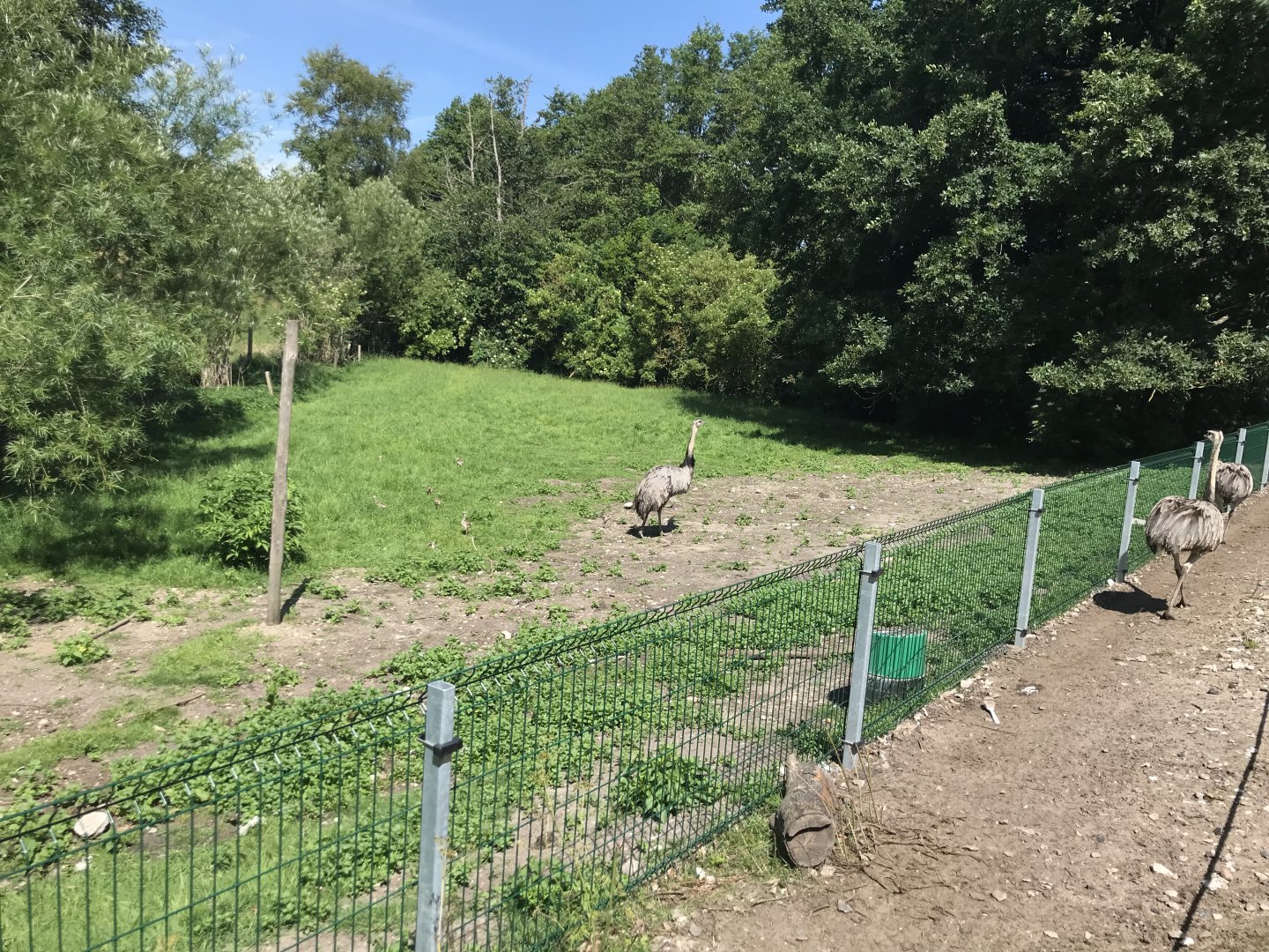 Rhea and chicks (6/26/25)