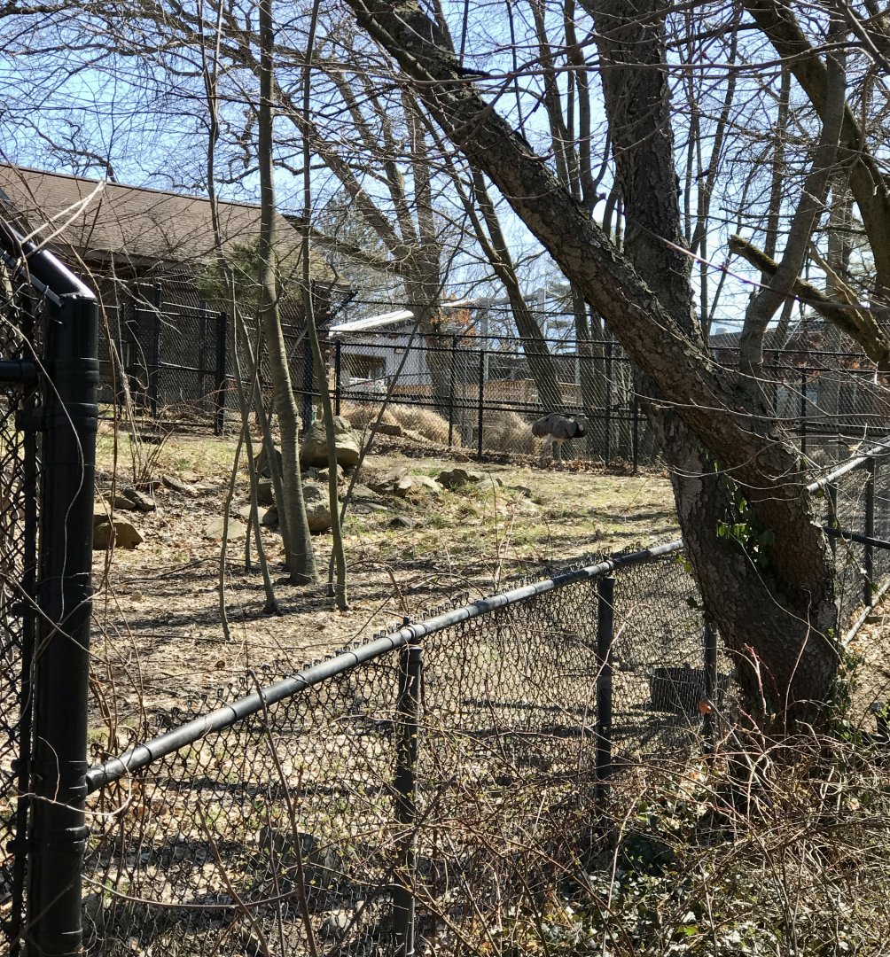 Rhea and Giant Anteater Exhibit