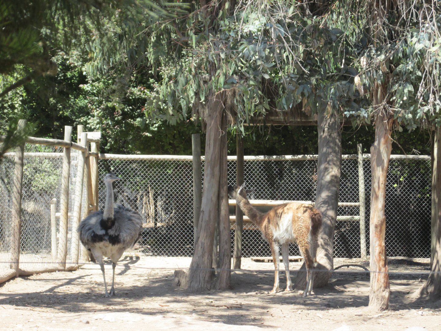 rhea and guanaco buin zoo